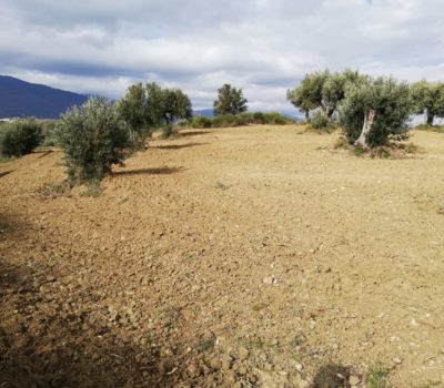 Terreno Agricolo – San Vincenzo la Costa