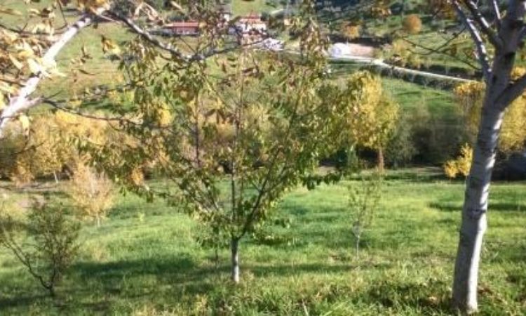 Terreno Agricolo- Località Gagliopo